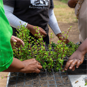 Unterstütze unser Spekboom-Projekt in Südafrika