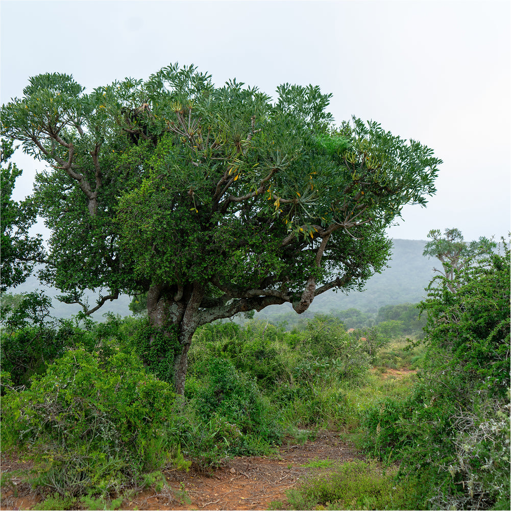 Unterstütze unser Spekboom-Projekt in Südafrika