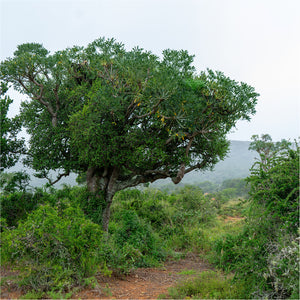 Unterstütze unser Spekboom-Projekt in Südafrika